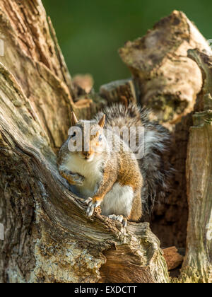 Single Grey Squirrel (Sciurus carolinensis) in natural woodland countryside setting. rendering an US hand-over-heart salute. Stock Photo