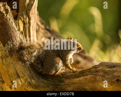 Single Grey Squirrel (Sciurus carolinensis) in natural woodland countryside setting. rendering an US hand-over-heart salute. Stock Photo