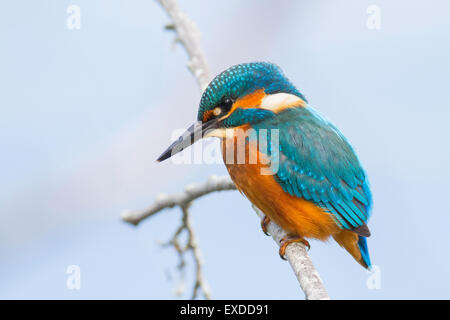 A Kingfisher sits on a small branch above a lake looking to catch a fish. Stock Photo