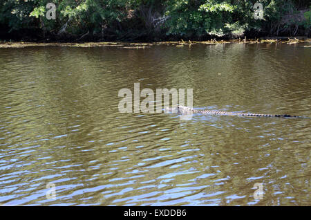 alligator swamp louisiana pearl river bayou new orleans Stock Photo