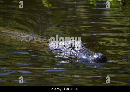 alligator swamp louisiana pearl river bayou new orleans Stock Photo