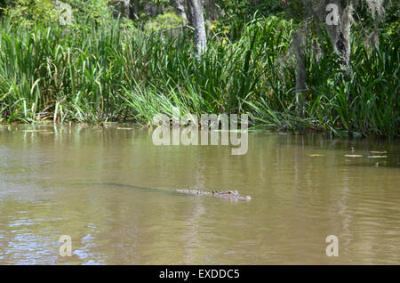 alligator swamp louisiana pearl river bayou new orleans Stock Photo