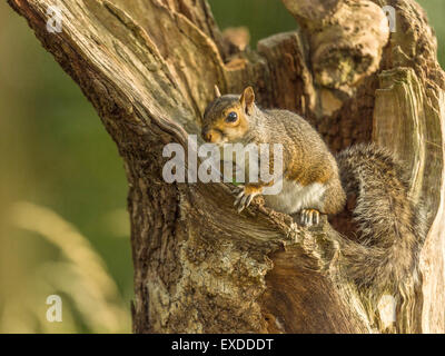 Single Grey Squirrel (Sciurus carolinensis) in natural woodland countryside setting. rendering an US hand-over-heart salute. Stock Photo