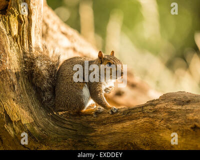 Single Grey Squirrel (Sciurus carolinensis) in natural woodland countryside setting. rendering an US hand-over-heart salute. Stock Photo