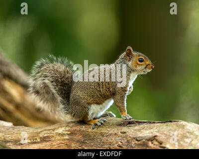 Single Grey Squirrel (Sciurus carolinensis) in natural woodland countryside setting. rendering an US hand-over-heart salute. Stock Photo
