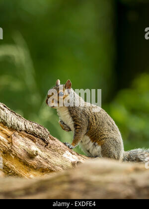 Single Grey Squirrel (Sciurus carolinensis) in natural woodland countryside setting. rendering an US hand-over-heart salute. Stock Photo