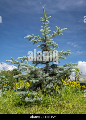 Young Hoopsii Blue Spruce growing in the backyard shot over blue sky Stock Photo