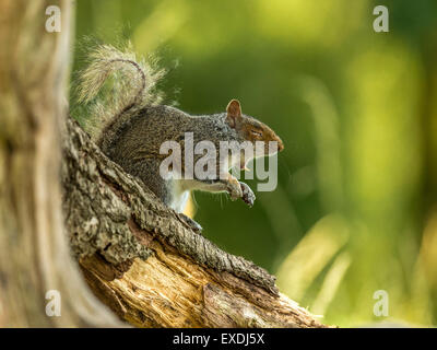 Single Grey Squirrel (Sciurus carolinensis) foraging in natural woodland countryside setting. Yawning, bared teeth, eyes closed Stock Photo