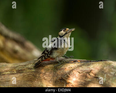 Single Male Great Spotted Woodpecker (Dendrocopos major) foraging in natural woodland countryside setting. Eating mealworm Stock Photo