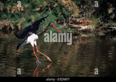 Black Stork (Ciconia nigra) Tsiknias River Lesvos Greece Stock Photo