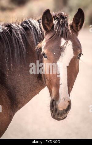 Wild Horse, Pryor Mountain Wild Horse Range, Montana/Wyoming. Stock Photo