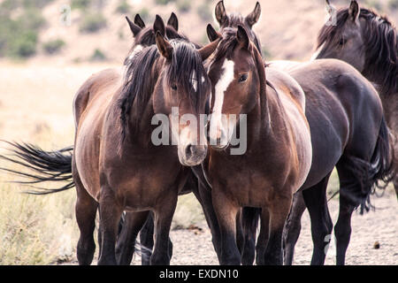 Pryor Mountain Wild Horses, Montana, USA Stock Photo