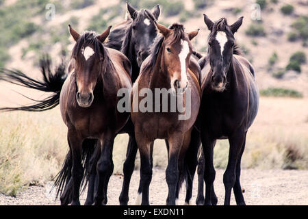 Pryor Mountain Wild Horses, Montana. Stock Photo