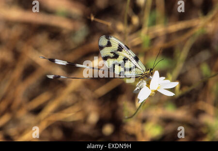 Thread Lacewing (Nemoptera sinuata) Lesbos Greece