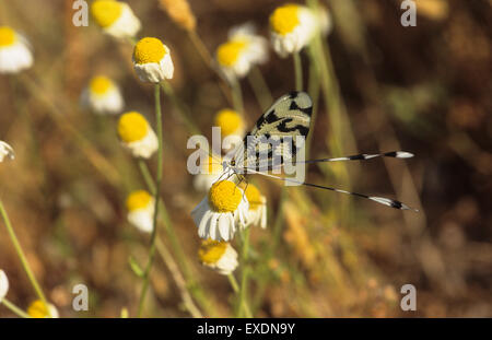 Thread Lacewing (Nemoptera sinuata) Lesbos Greece