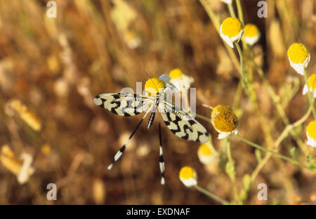Thread Lacewing (Nemoptera sinuata) Lesbos Greece