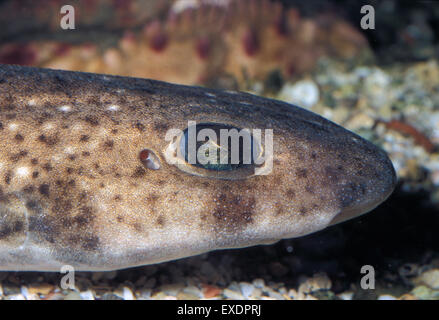 Lesser spotted dogfish, Scyliorhinus canicula, Scyliorhinidae,  Mediterranean Sea Stock Photo