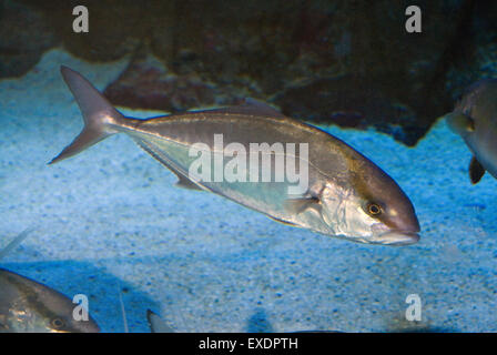 Greater amberjack (Seriola dumerili), Carangidae, Mediterranean Sea Stock Photo