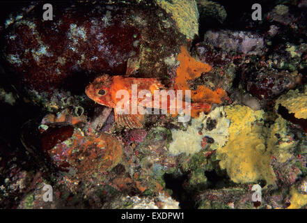 Small red scorpionfish, Scorpaena notata, Scorpenidae, Putzu Idu, Sardinia, Italy, Mediterranean Sea Stock Photo