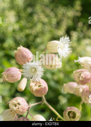 Silene Fimbriata, a delicate white Fringed Campion flower, sometimes used in gardens, here in the botanical garden, Oslo Norway Stock Photo
