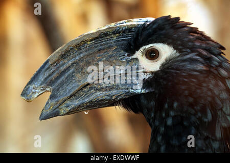 Trumpeter hornbill (Bycanistes bucinator) at Liberec Zoo in North Bohemia, Czech Republic. Stock Photo