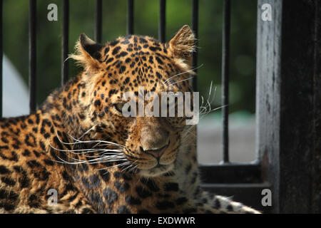 North-Chinese leopard (Panthera pardus japonensis) at Liberec Zoo in North Bohemia, Czech Republic. Stock Photo