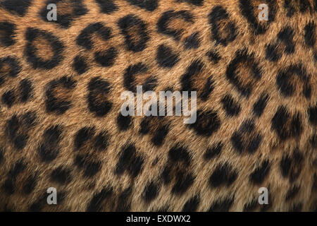 North-Chinese leopard (Panthera pardus japonensis) fur texture. Wildlife animal. Stock Photo