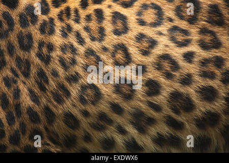 North-Chinese leopard (Panthera pardus japonensis) fur texture. Wildlife animal. Stock Photo