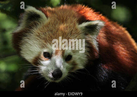 Western red panda (Ailurus fulgens fulgens) at Liberec Zoo in North Bohemia, Czech Republic. Stock Photo