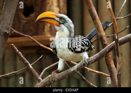 Eastern yellow-billed hornbill (Tockus flavirostris), also known as the northern yellow-billed hornbill at Liberec Zoo. Stock Photo
