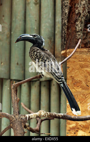 African grey hornbill (Tockus nasutus) at Liberec Zoo in North Bohemia, Czech Republic. Stock Photo