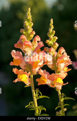 common snapdragon (Antirrhinum majus) Stock Photo