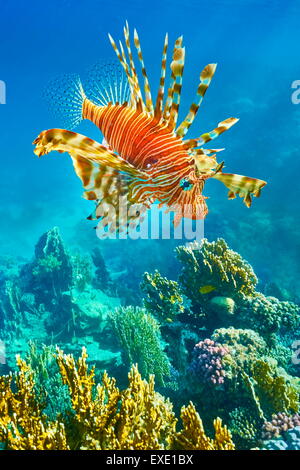 Lionfish over Reef, Pterois volitans, Dahab, Sinai, Red Sea, Egypt Stock Photo