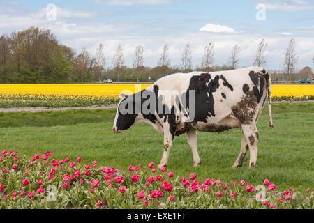 Grazing cows near a tulip field in the Netherlands Stock Photo