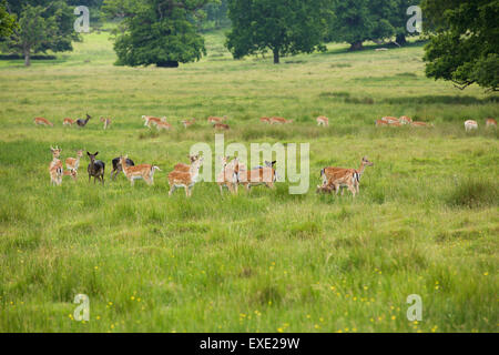 Deer herd with a Fawn that is minutes old. The herd look on as the baby takes its first few steps. Stock Photo