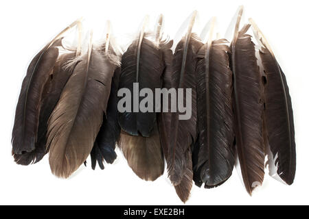 Studio shot dark collection of birds feathers in varying shades of grey and back on white Stock Photo