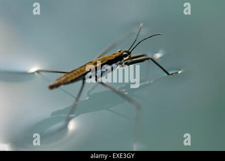 Water strider, Gerris remigis, using surface tension to walk on water Stock Photo