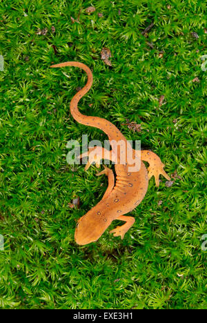 Eastern (or "red-spotted") newt Notophthalmus viridescens juvenile in red eft stage with aposematic or warning coloration Stock Photo