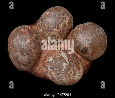 Sauropod fossilized dinosaur eggs in stone matrix, from China Stock Photo