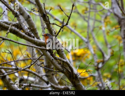 Robin Sat in Tree Stock Photo