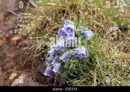 The Campanula alpina. The Carpathian Mountain Flowers. Stock Photo