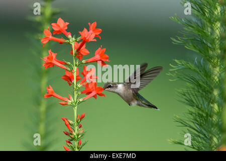 Female Ruby-Throated hummingbird (Archilochus colubris) with Standing Cypress flowers (Ipomopsis rubra). Stock Photo