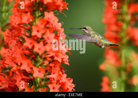 Female Ruby-Throated hummingbird (Archilochus colubris) with Standing Cypress flowers (Ipomopsis rubra). Stock Photo