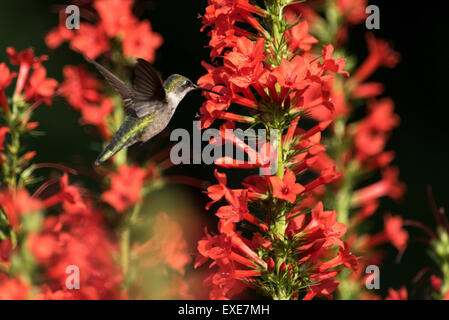 Female Ruby-Throated hummingbird (Archilochus colubris) with Standing Cypress flowers (Ipomopsis rubra). Stock Photo
