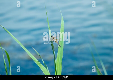 four spotted chaser dragonfly at rest on grass near water Stock Photo