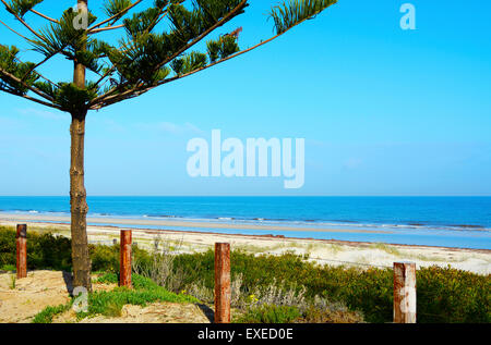 View of ocean coastline on sunny day with pine tree and walking path fence overlooking calm blue sea and sandy beach, taken at H Stock Photo