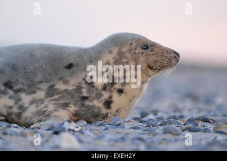 Female Grey Seal (Halichoerus grypus) on the beach of Heligoland, Schleswig-Holstein, Germany Stock Photo