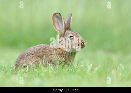 Giant rabbit, Germany Stock Photo - Alamy