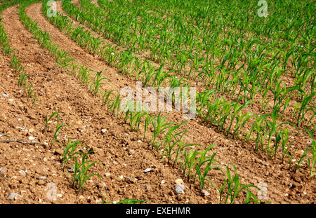 A sweet corn crop in early stages of growth in the Norfolk countryside. Stock Photo
