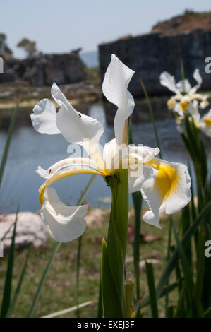 Iris growing in the ruins of Miletus in Western Turkey.  Schwertlilien blühen in den Ruinen von Milet im Südwesten der Türkei. Stock Photo